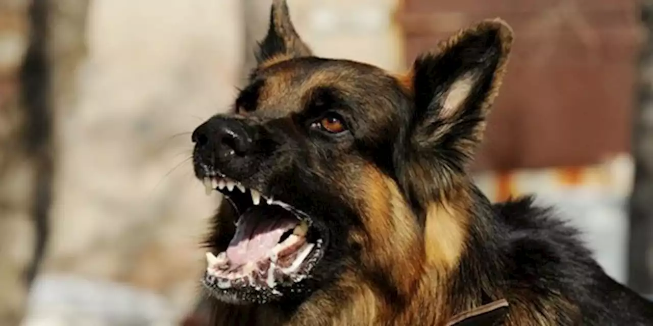 Viral Anak di Bali Takut Minum Air usai Digigit Anjing Rabies, Simak Penjelasannya | merdeka.com