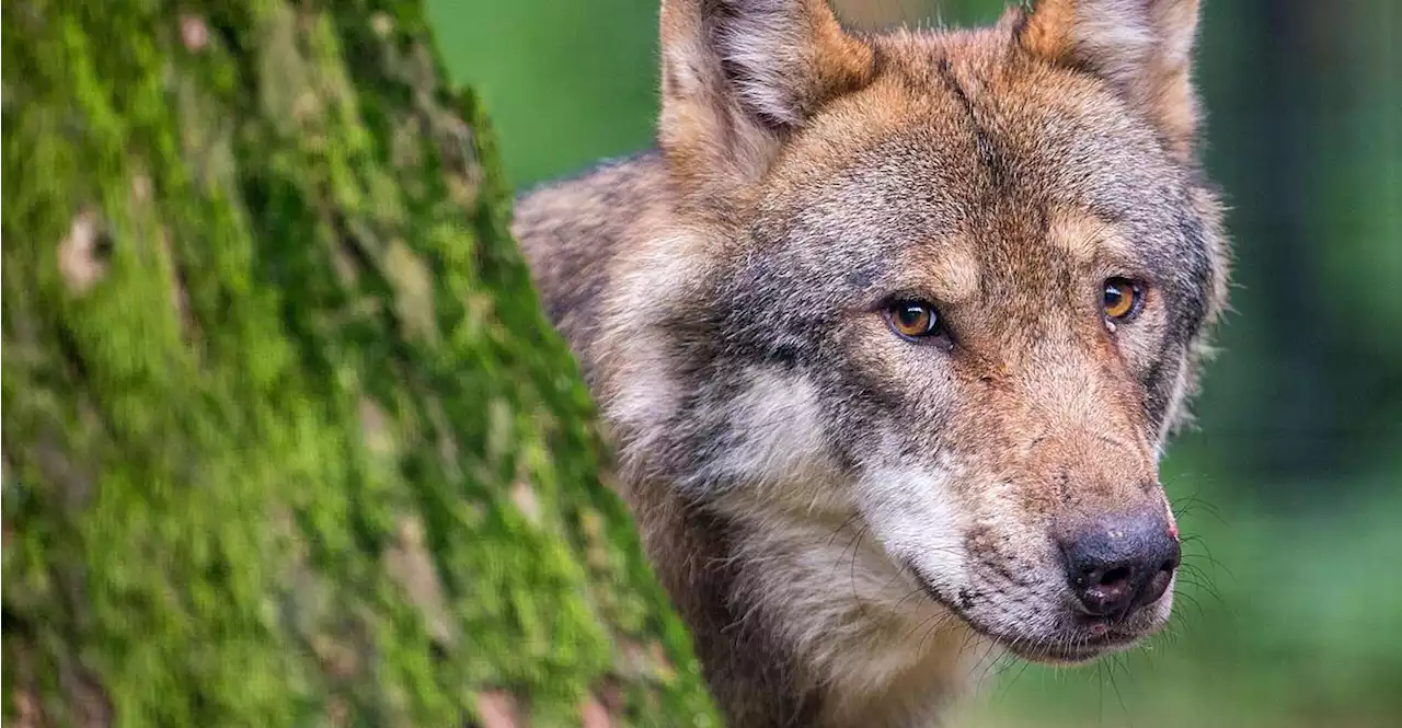 Zehn gerissene Schafe am Pass Gschütt beunruhigen Gosauer Bauern