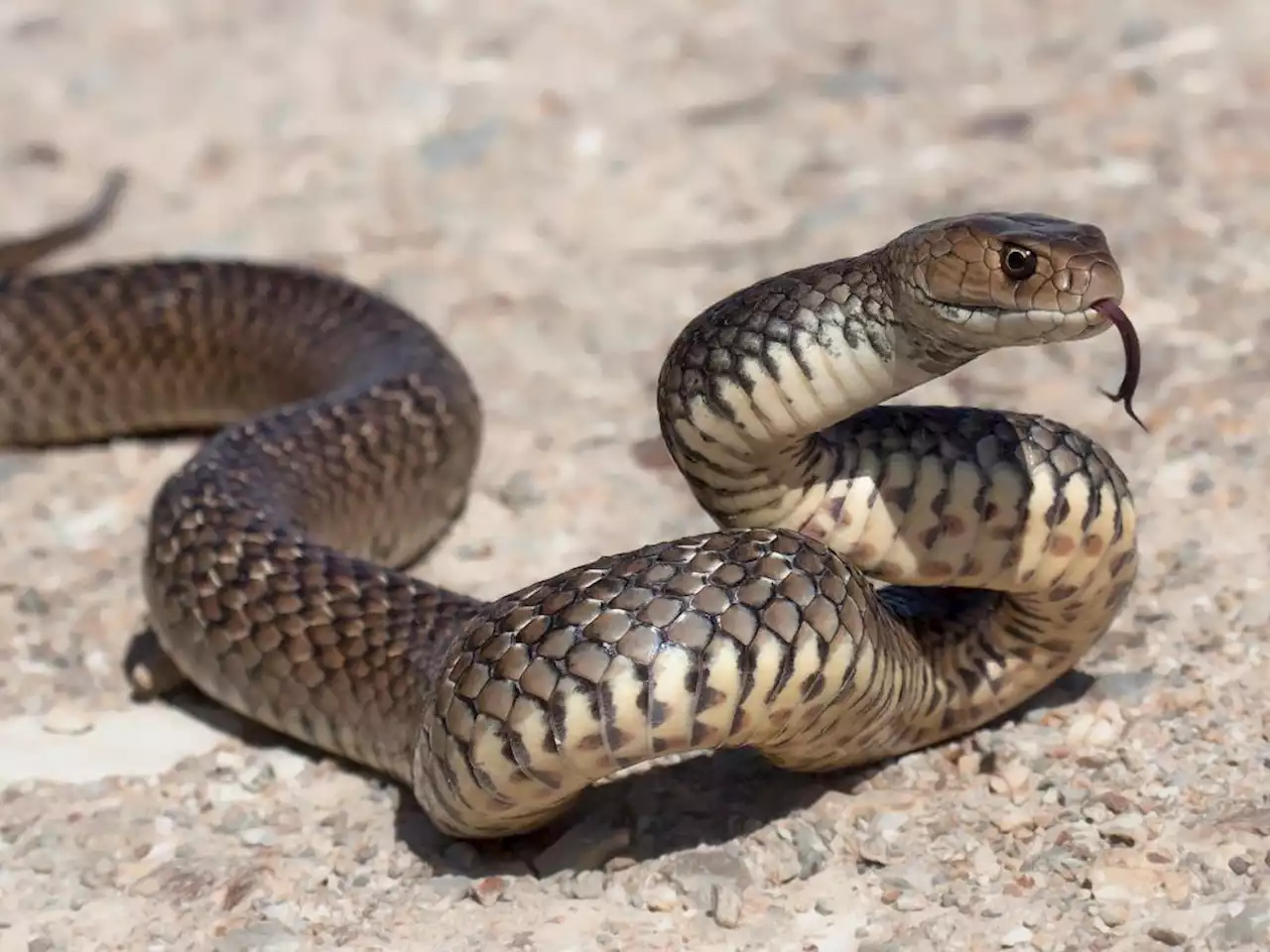 Snake on a train is the latest cause of disruption to Ottawa’s LRT service