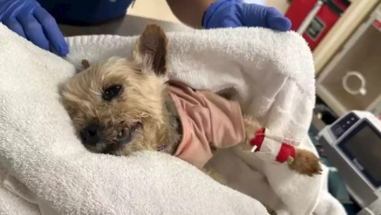 Tiny dog kicked into construction equipment in Venice suffers severe injuries