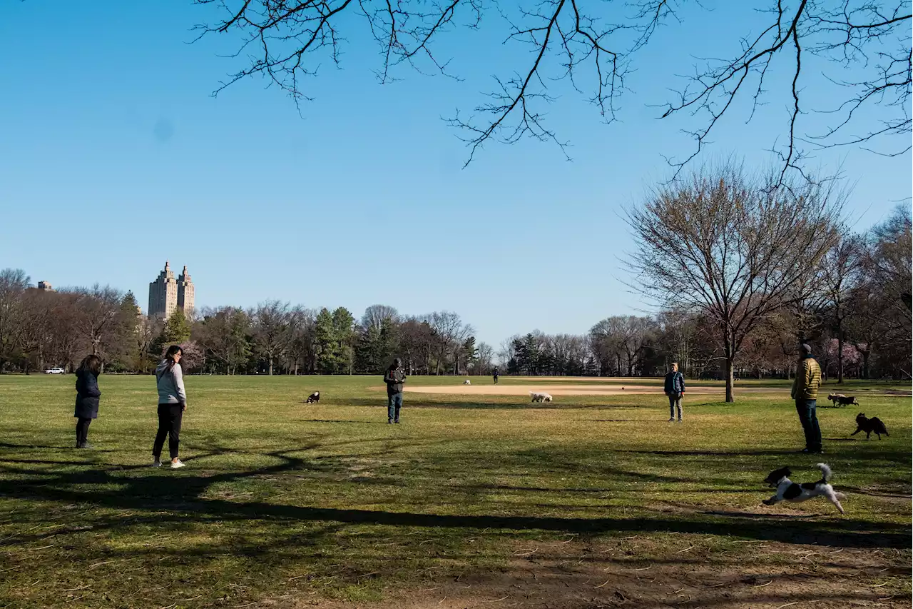 Man stabs pit bull to death in Central Park after argument between dog walkers