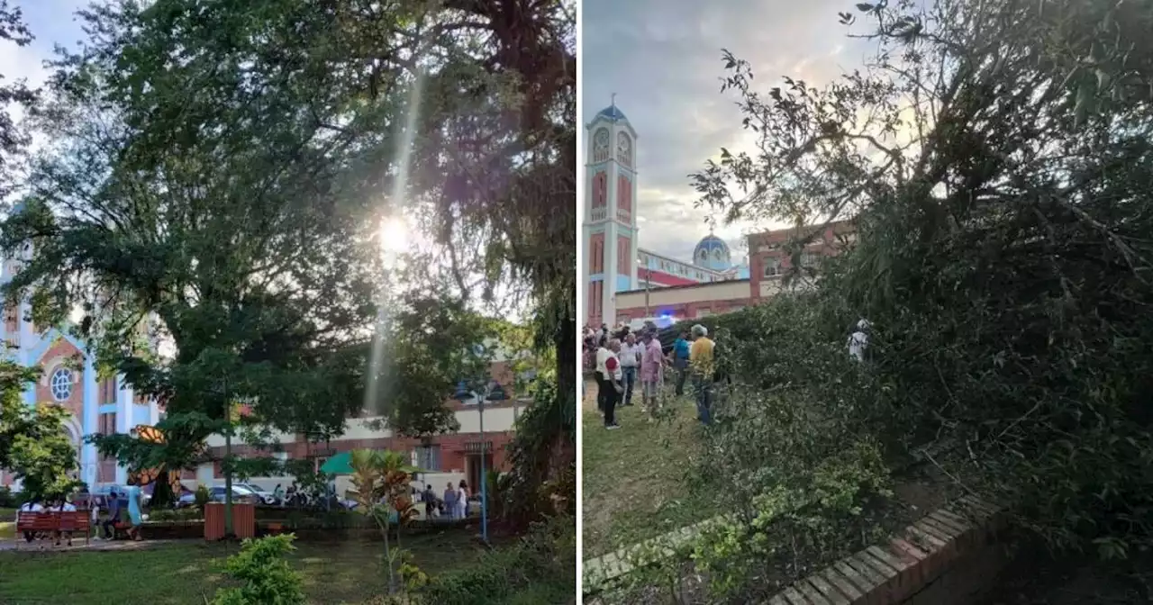 Fallece mujer en Restrepo, Meta, tras ser aplastada por un árbol de más de 10 metros