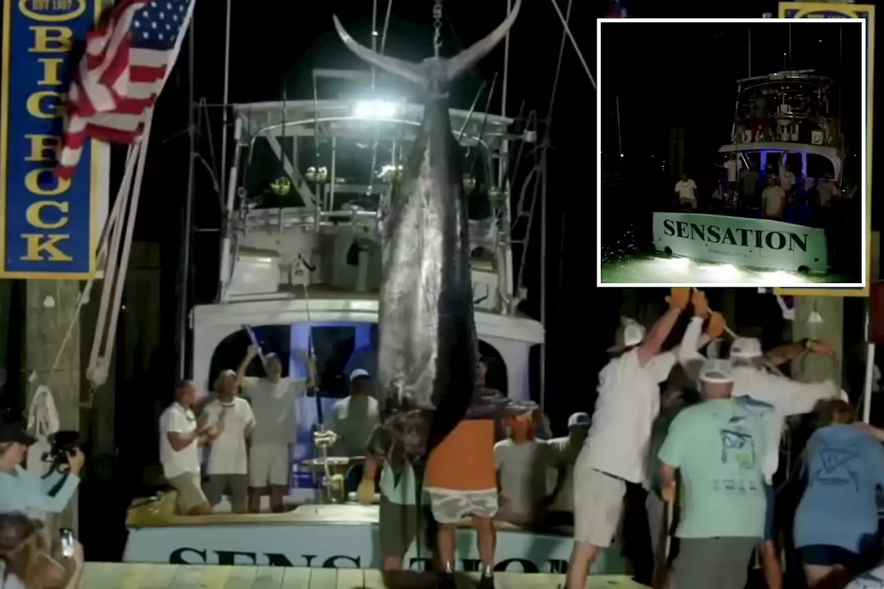 Fishing crew denied $3.5M in prize money after 600-pound marlin DQ’d in tournament