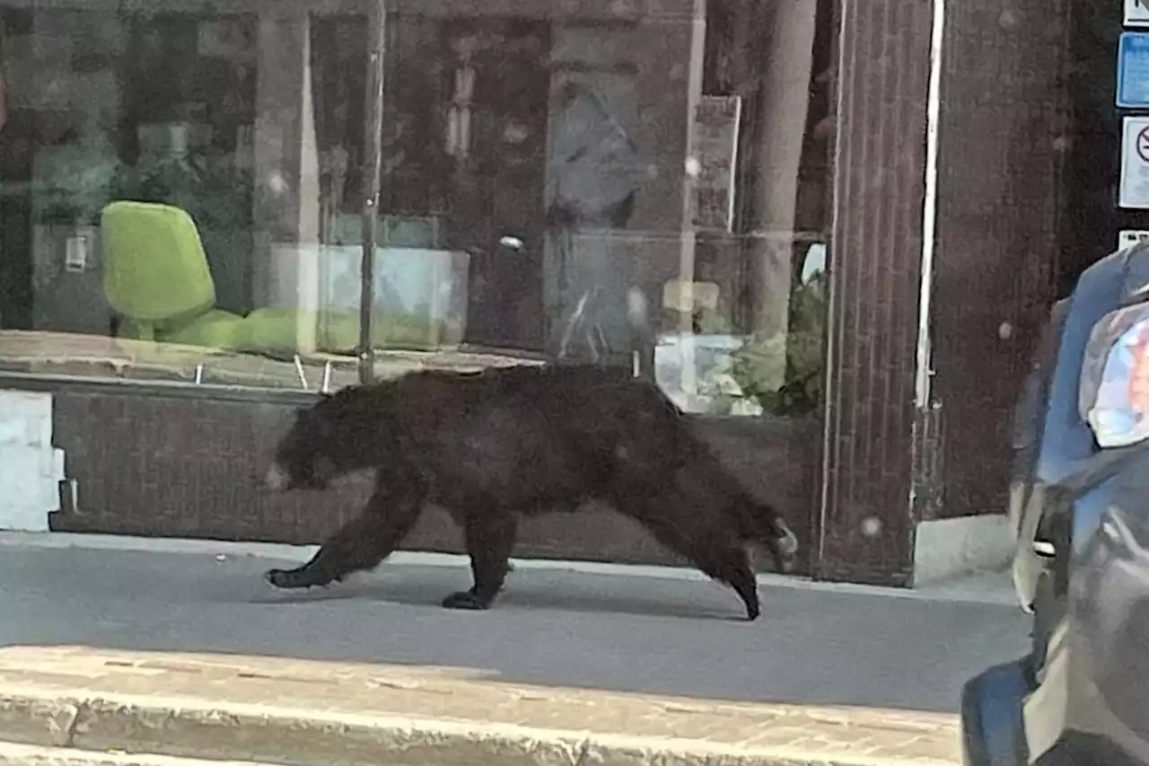 Bear visits downtown Sudbury