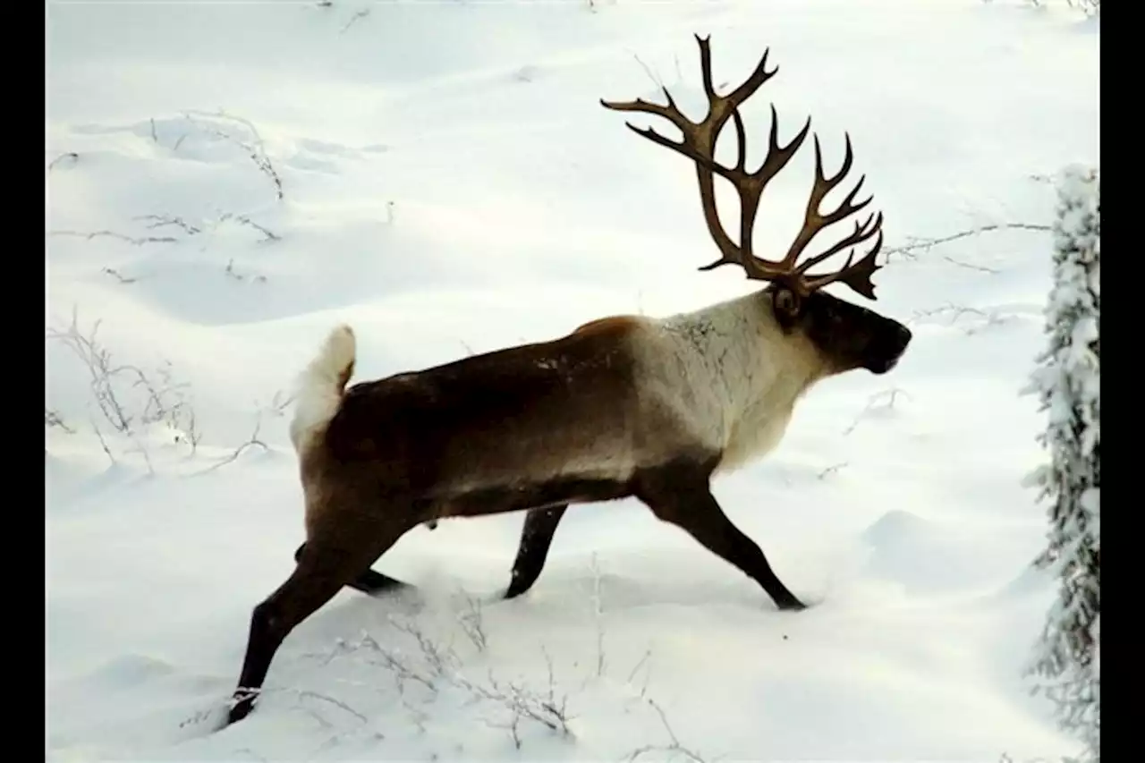 Feds pressure Ontario on boreal caribou conservation