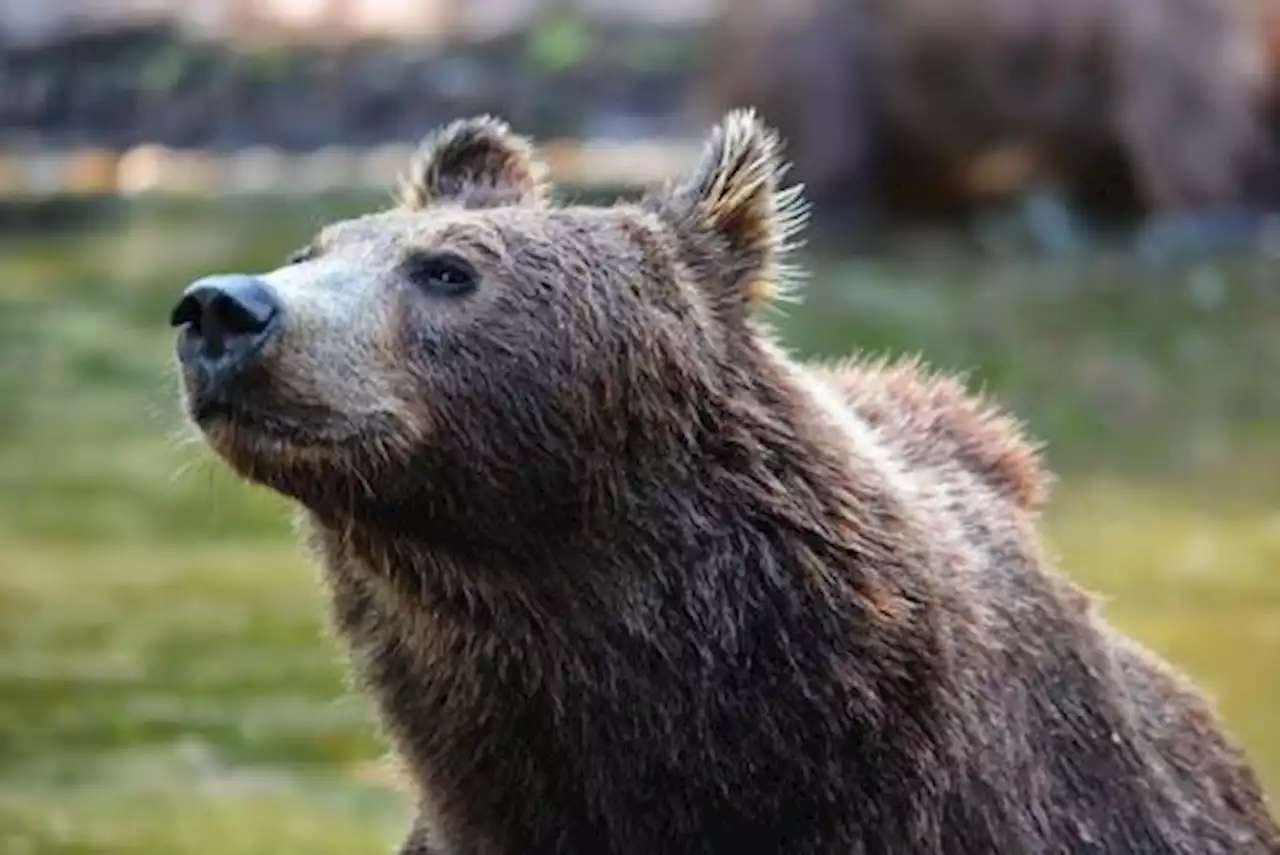 Animalisti denunciano: terzo orso ritrovato morto in due mesi in Trentino