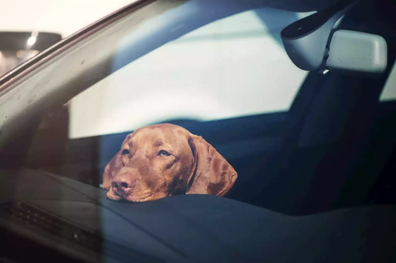 Can I break a car window to save a dog in the UK? Laws explained