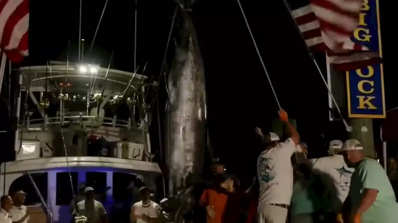 Pro Fishing Team's 600-lb. Marlin Catch DQ'd in Tourney Over Shark Bites