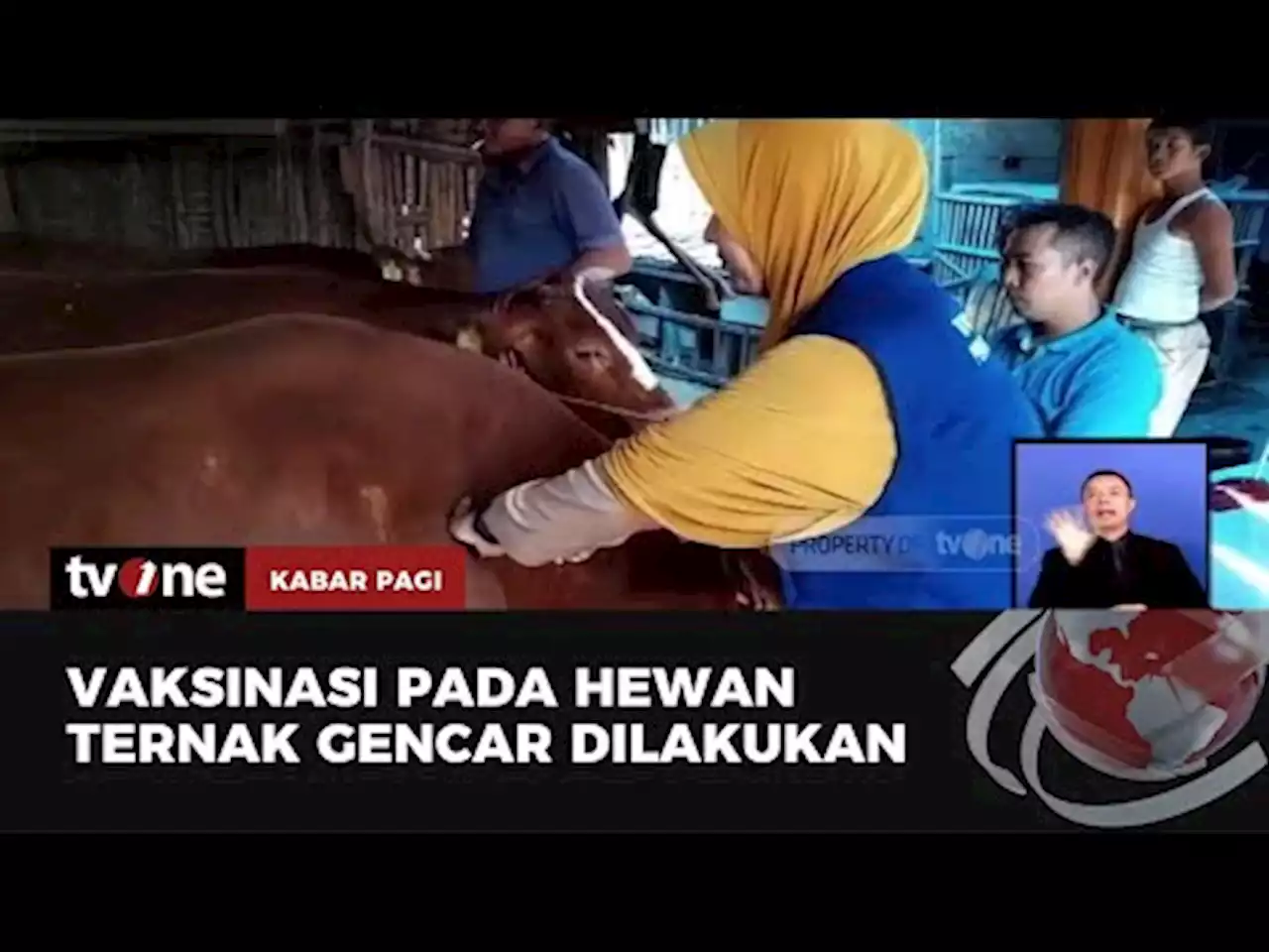 Jelang Idul Adha Dinas Peternakan dan Pertanian Gencar Lakukan Vaksinasi Hewan Ternak - tvOne