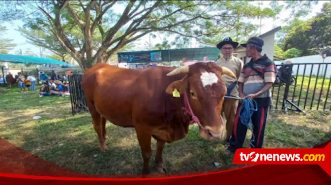 Jelang Idul Adha, Peternak di Banyuwangi Diajak Kontes Ternak