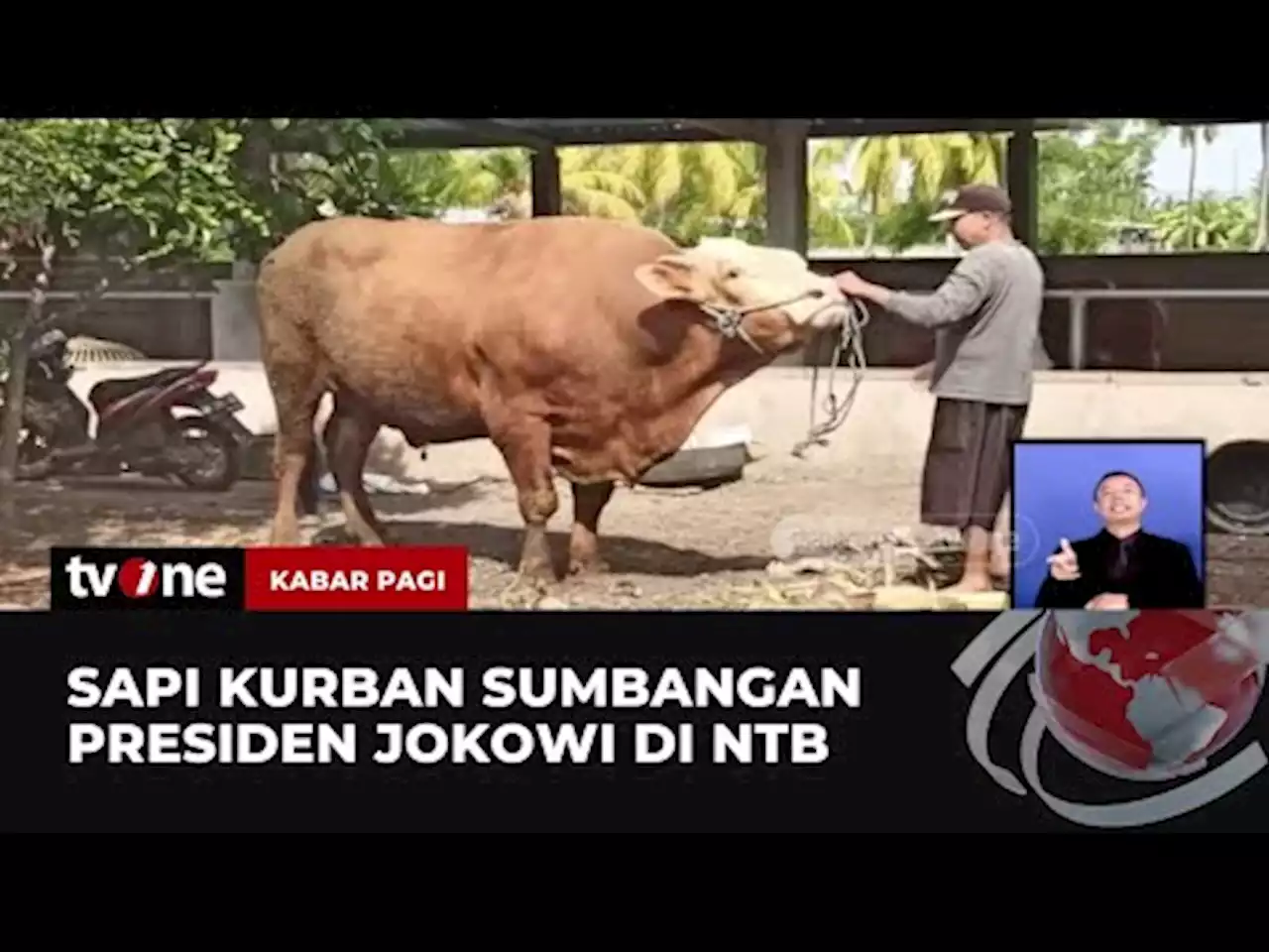 Jokowi Sumbang Sapi 1,4 Ton untuk Warga NTB - tvOne