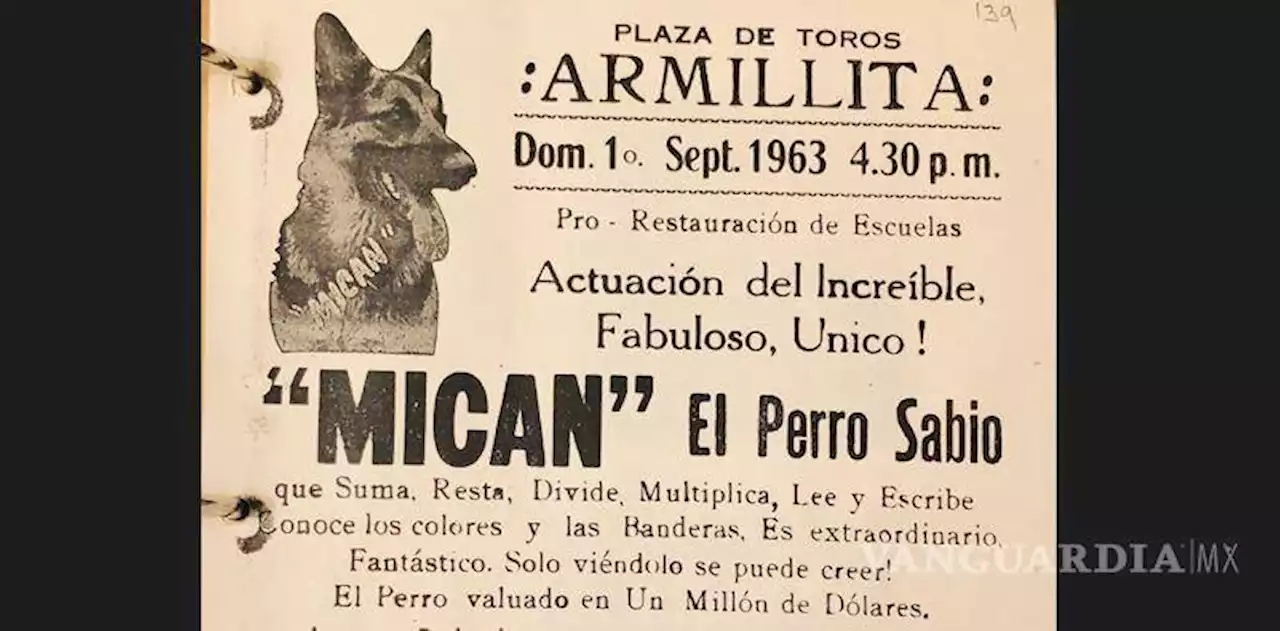 MICAN: ¿un perro sabio en Saltillo?