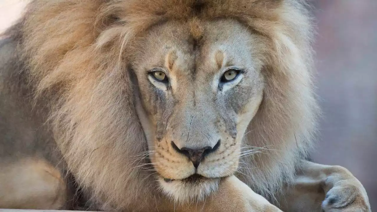 Kamau, 'charismatic and iconic' African lion at California's Sacramento Zoo, dies at 16