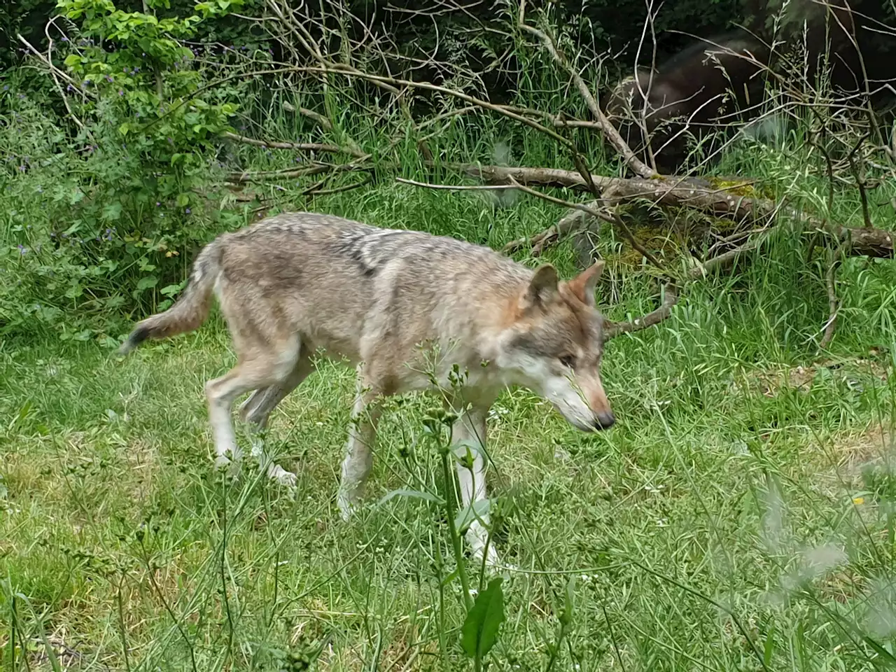 Jagdverordnung: Tiefere Schadensschwelle – Bund erleichtert den Abschuss von Wölfen