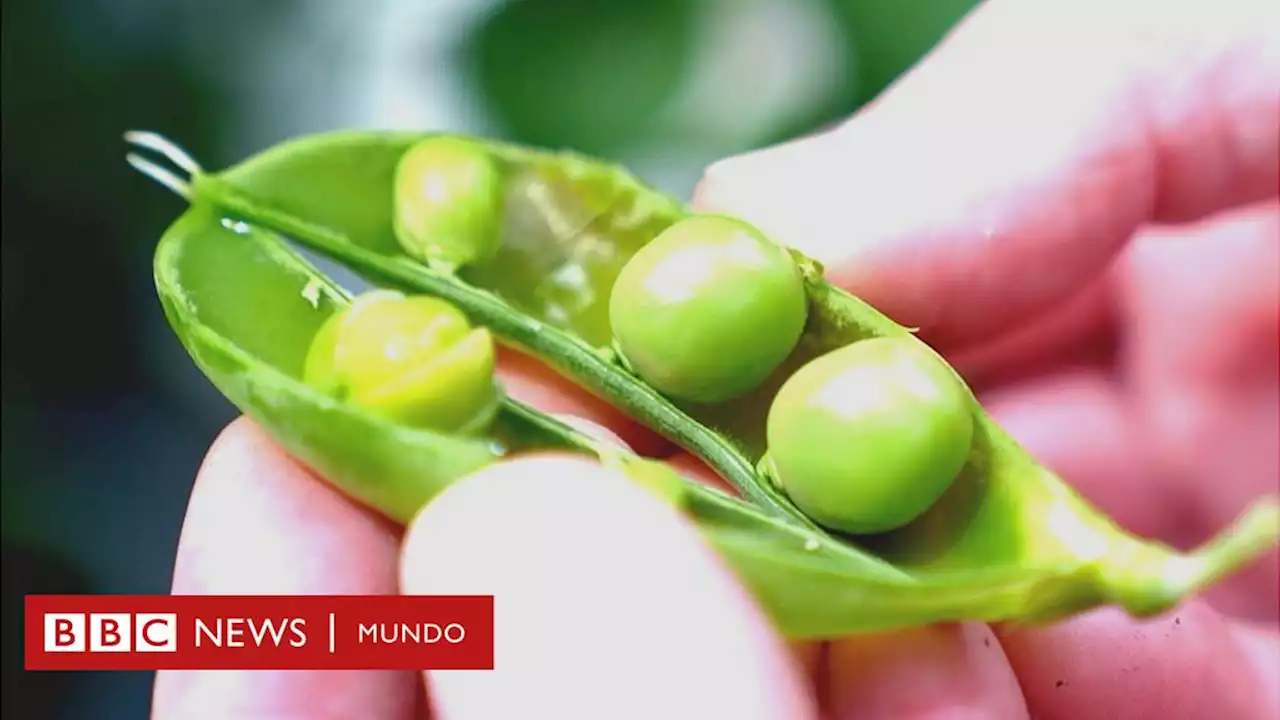 Por qué un arveja sin sabor a arveja se plantea como la nueva revolución en comida sostenible - BBC News Mundo