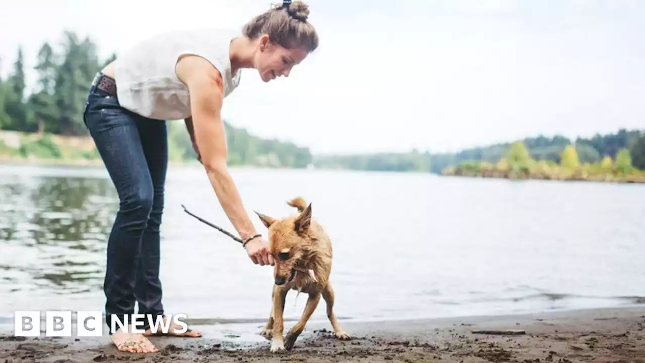 Fermanagh dog deaths: Vet warns of lake algae danger