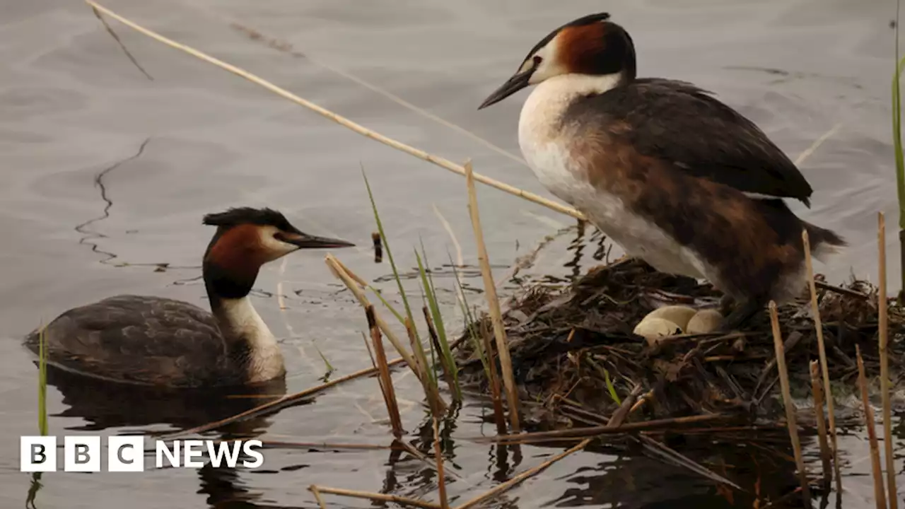 Norfolk charity joins June project to connect people with nature