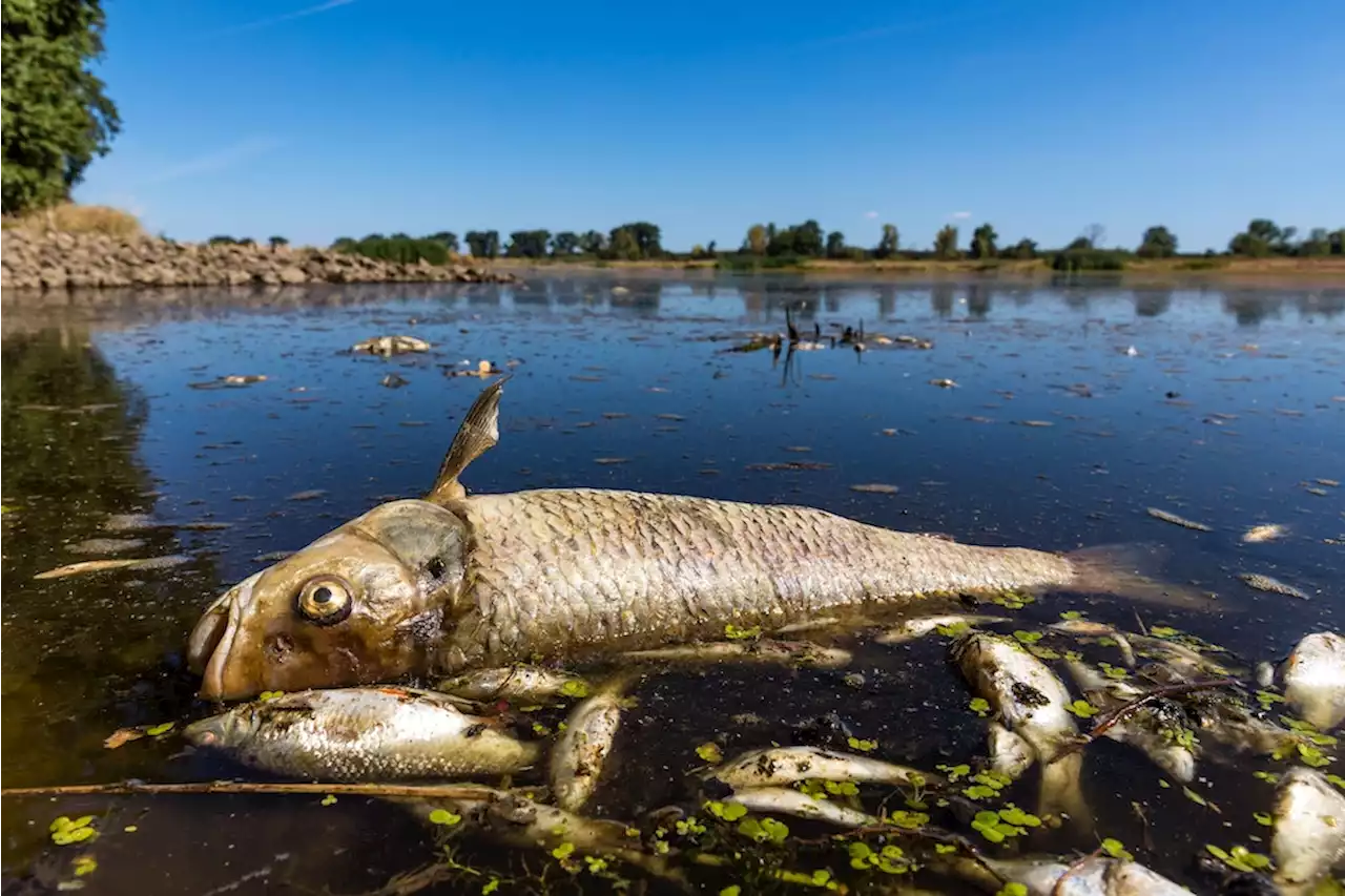 Fischsterben in der Oder: Kann sich die Katastrophe wiederholen?