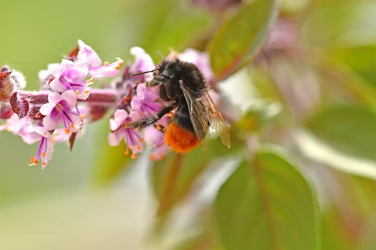 Hummeln & Co: Insektensommer geht in die erste Runde