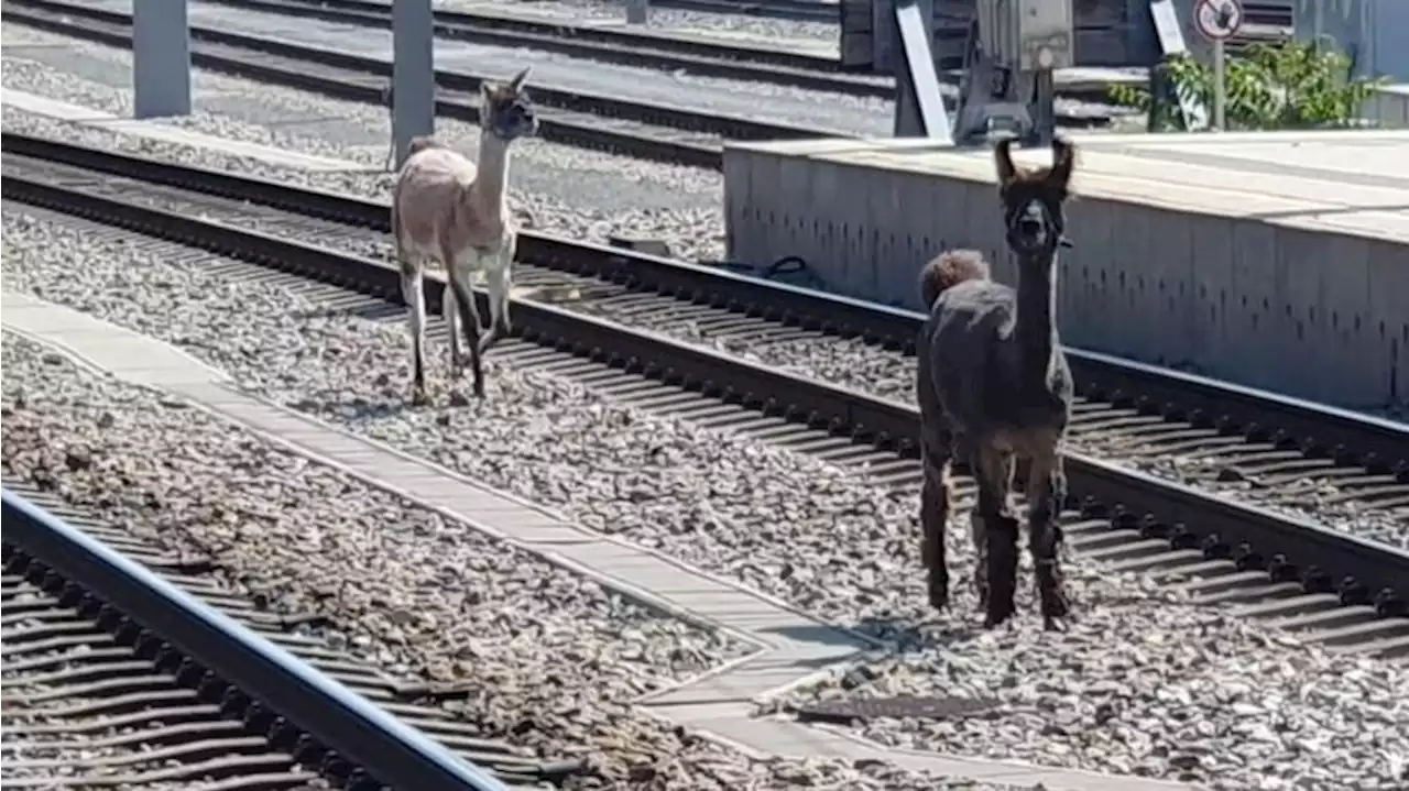 Lamas legen wichtige Wiener Bahnstrecke lahm