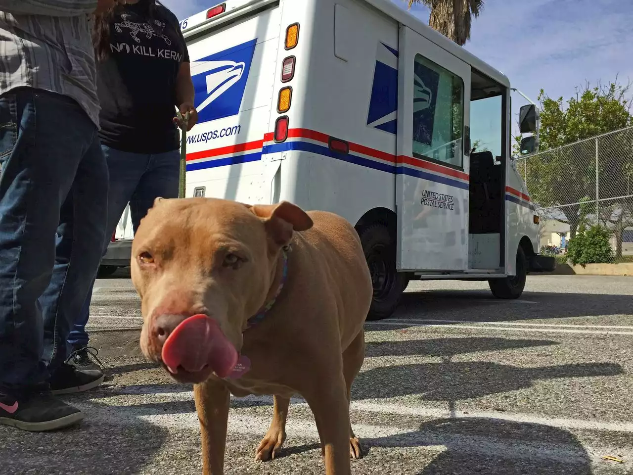 Cleveland ranked one of top dog bite cities by USPS