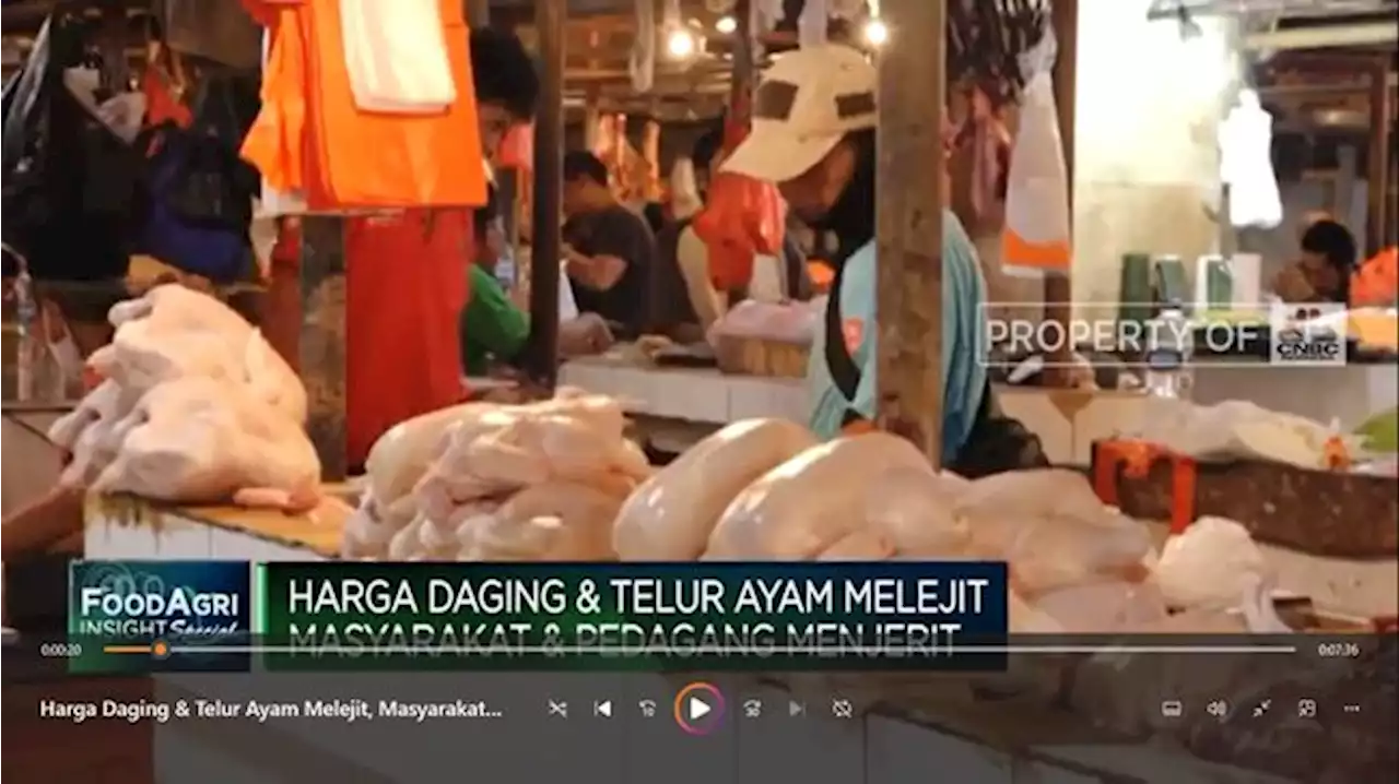 Video: Harga Daging & Telur Ayam Melejit, Pedagang Menjerit!