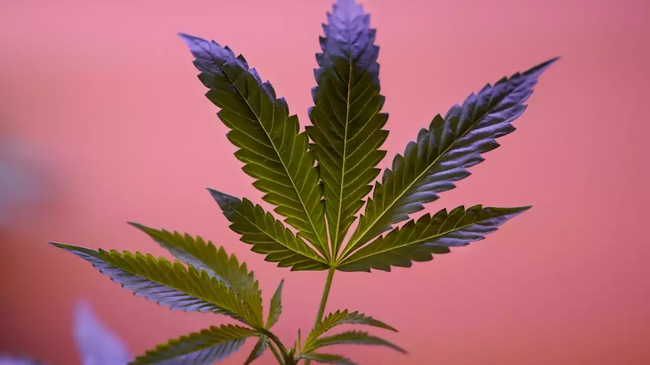 Despite munchies, frequent cannabis users are leaner and less likely to get diabetes: study