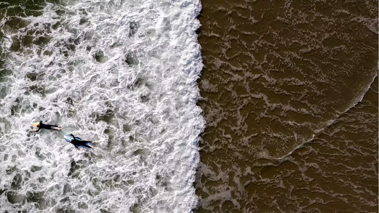 Woman walking on California beach finds ancient mastodon tooth