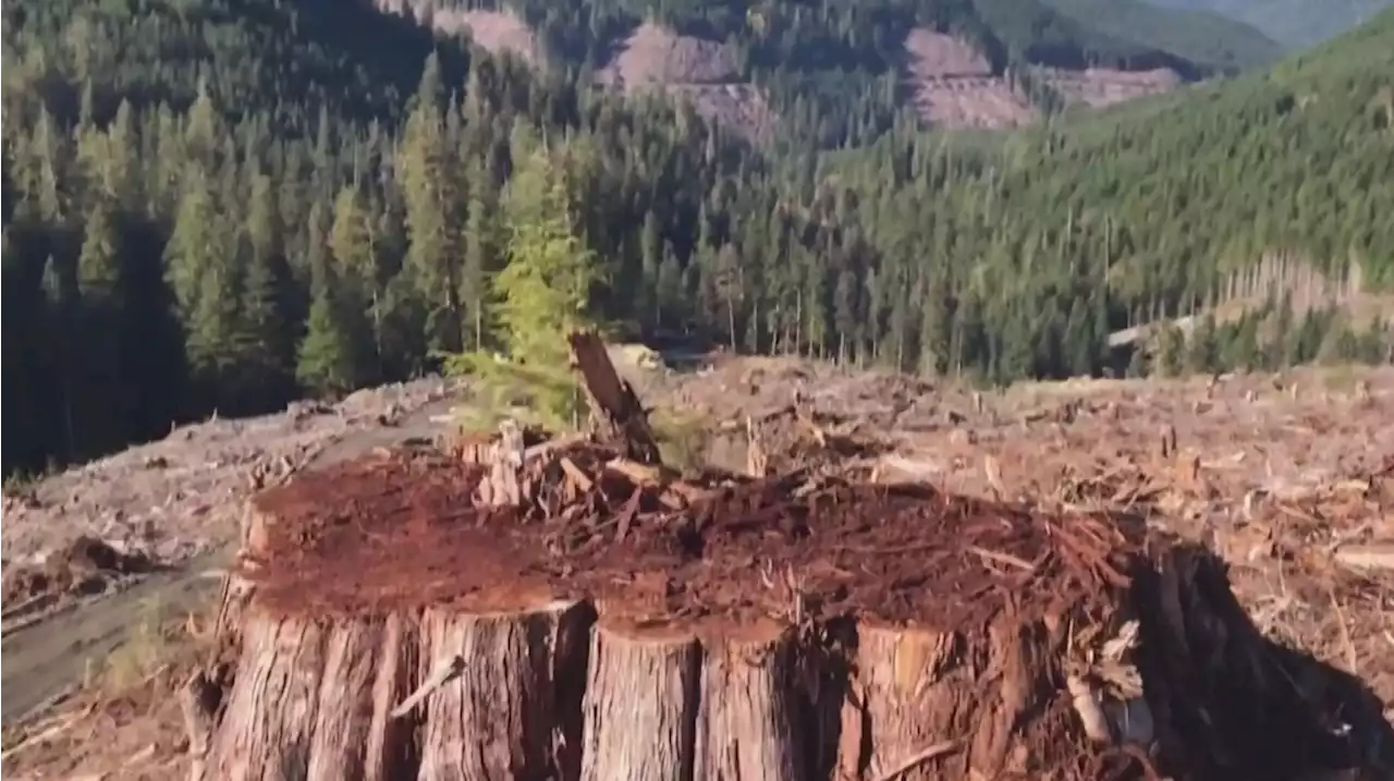 B.C. extends old-growth logging deferral in Fairy Creek