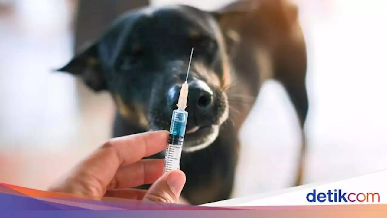 Kemenkes RI Sebut 2 Wilayah Ini KLB Rabies, Separah Apa Kondisinya?