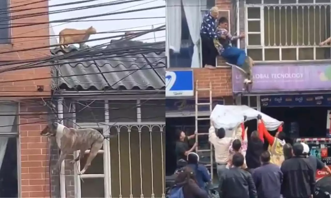 Video: vecinos rescataron perro que se enredó en cables de la luz; perseguía a un gato