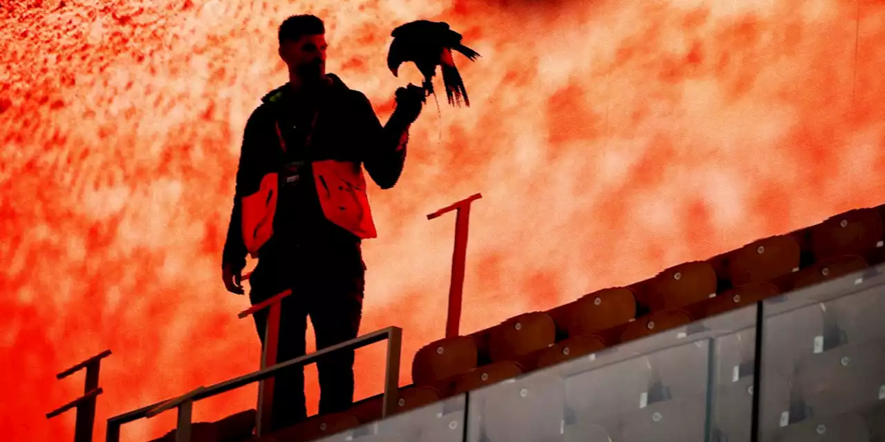 À Roland-Garros, des faucons chassent les pigeons qui gênent les joueurs