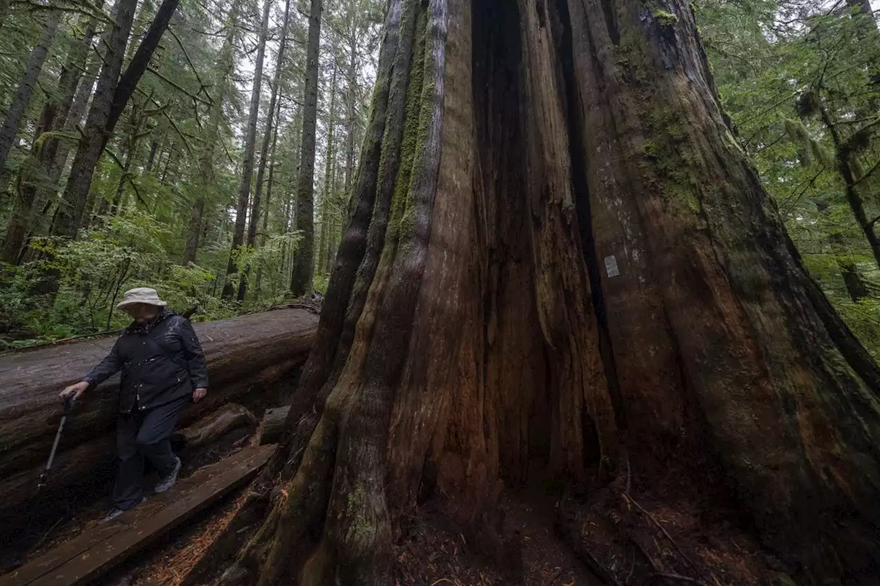 B.C. extends deferral of old-growth logging in Vancouver Island’s Fairy Creek