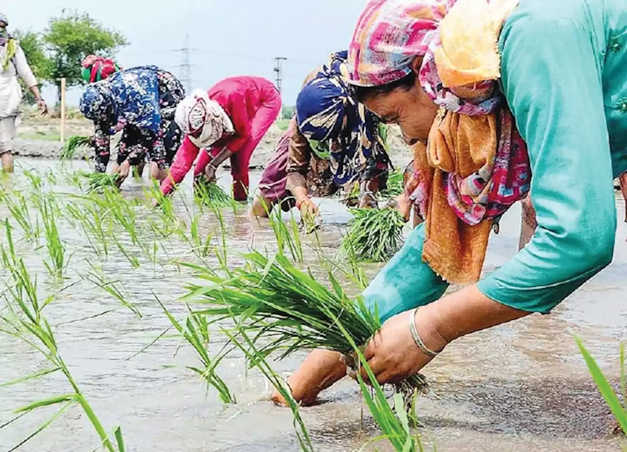 Vatikan soroti peranan wanita banteras kelaparan