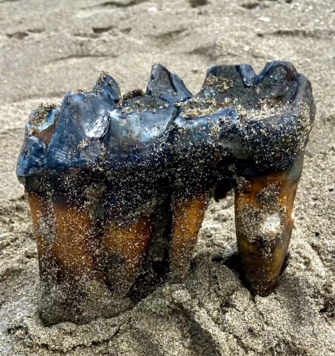 Woman Finds Ancient Mastodon Tooth On California Beach