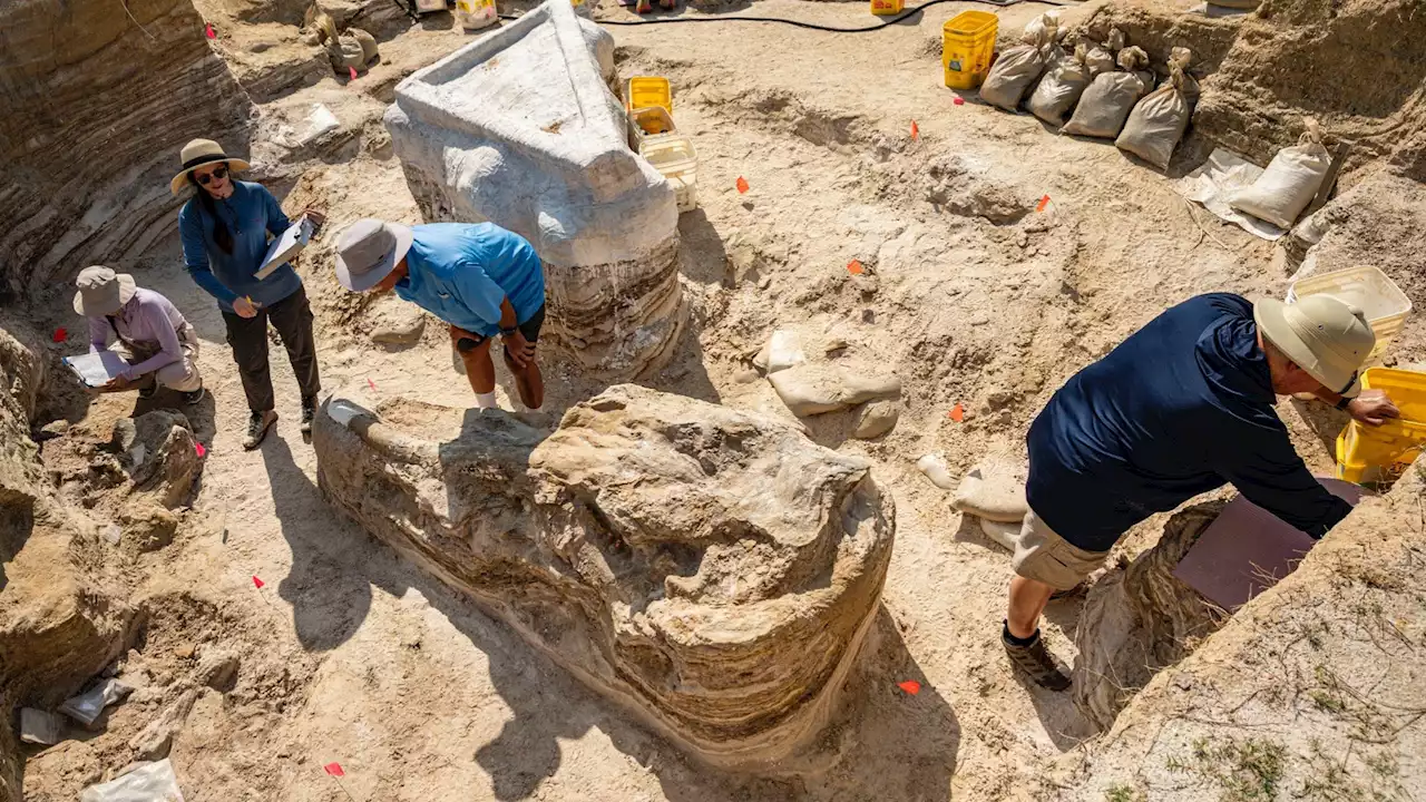 Ancient graveyard of extinct elephant relatives discovered in North Florida