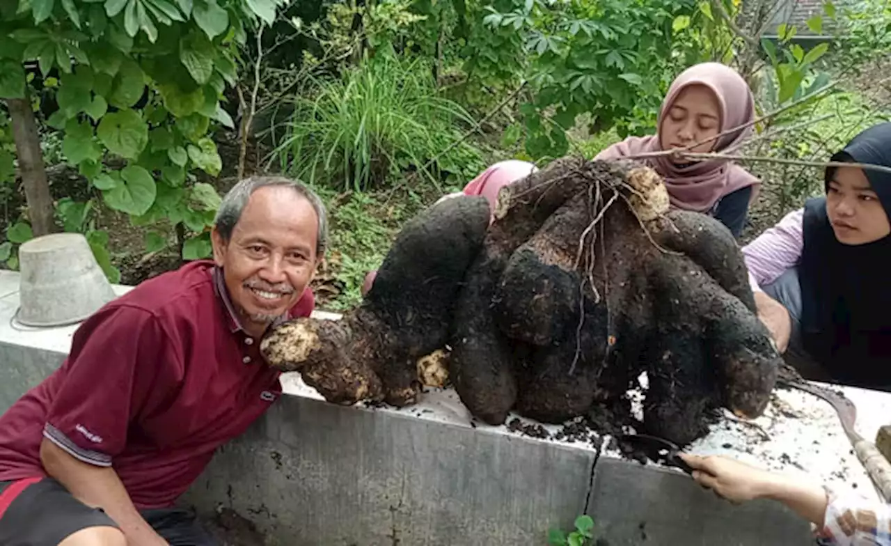 Bukan Sembarang Polo Pendem, Satu Pohon Uwi Sutejo Seberat Setengah Kuintal