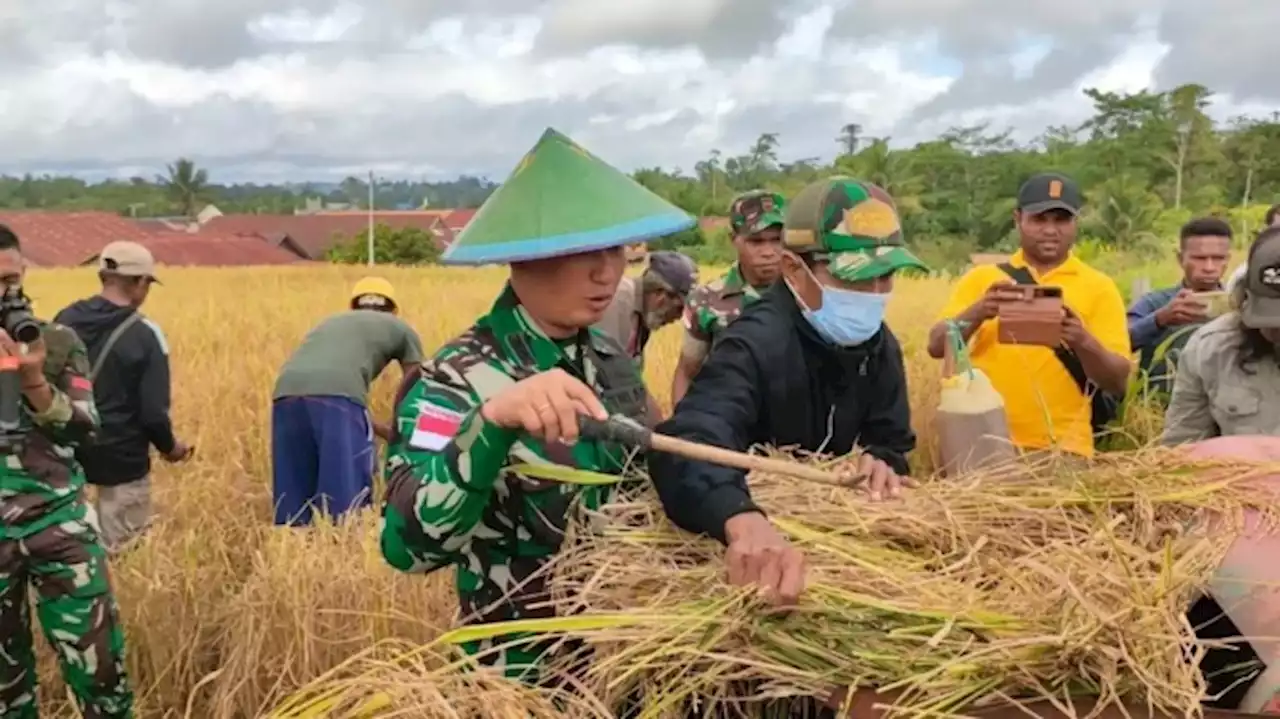 Dandim Panen Bersama dengan Warga