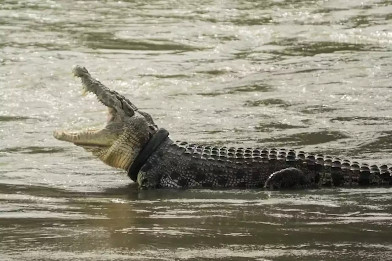 Hendak Memasang Jaring Ikan, Ribuan Malah Digigit Buaya Hingga Ditemukan Tak Bernyawa - Jawa Pos