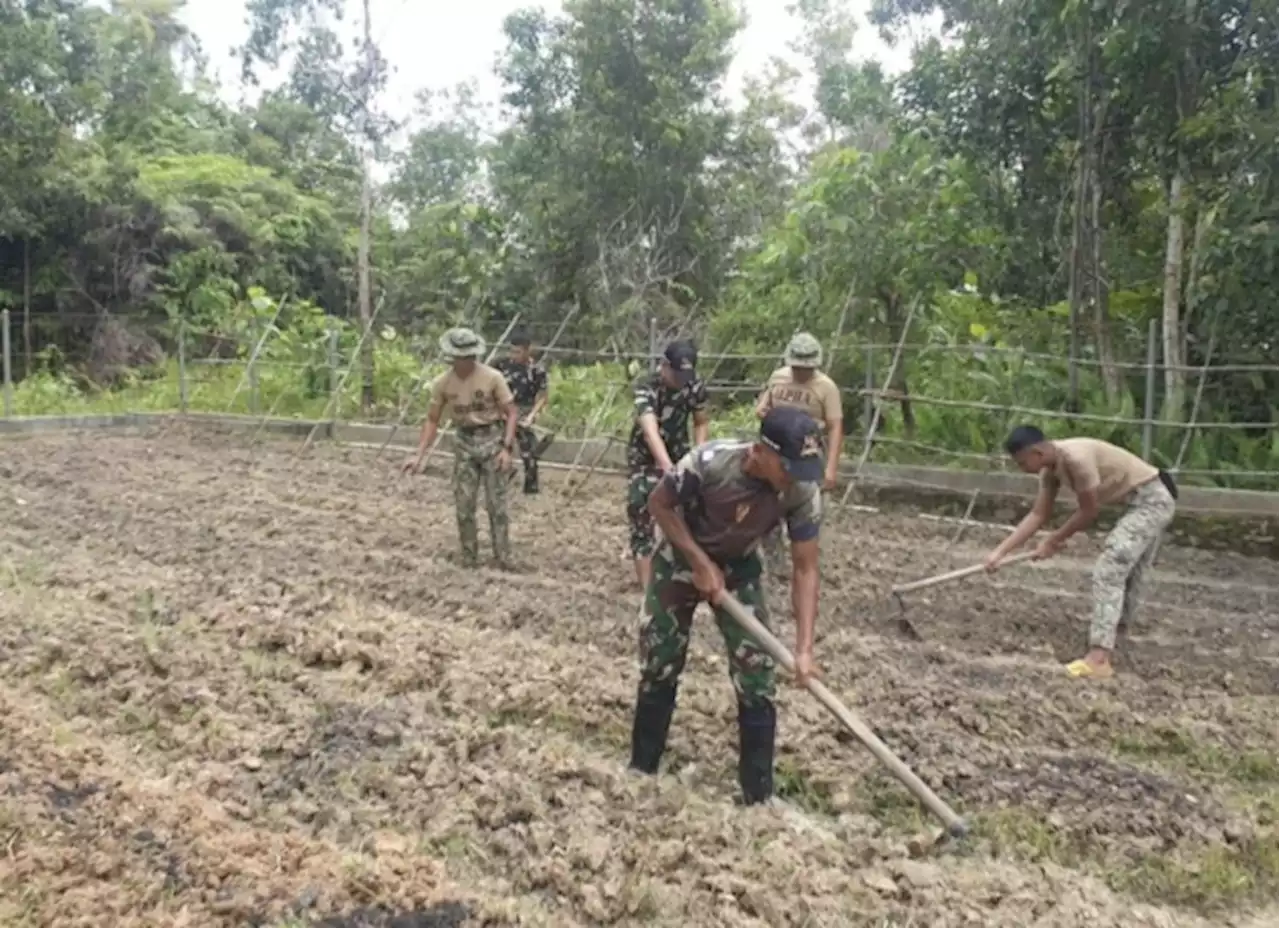 Tentara Indonesia-Malaysia Tanam Sayur di Perbatasan