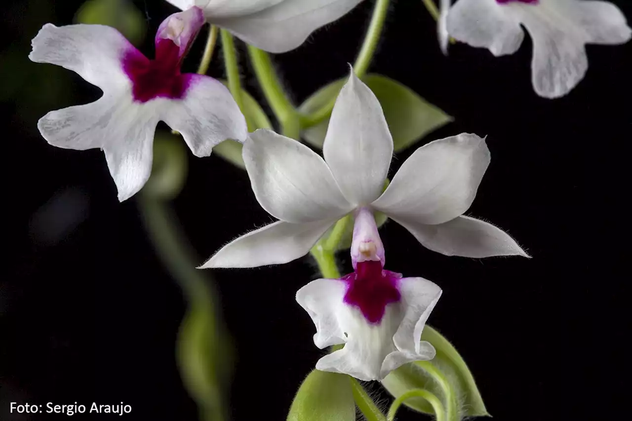 Jardim Botânico apresenta mostra Orquídeas de Outono, neste fim de semana