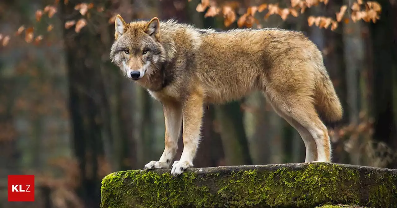 Innerhalb einer Woche: Schon wieder ein Wolf in Kärnten abgeschossen