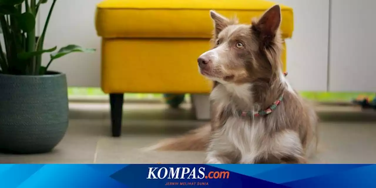 Jenis Lantai Rumah Terbaik dan Terburuk jika Ada Anjing Peliharaan