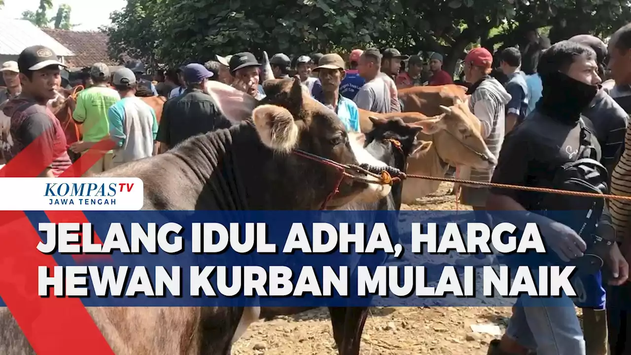 Jelang Idul Adha, Harga Hewan Kurban Mulai Naik