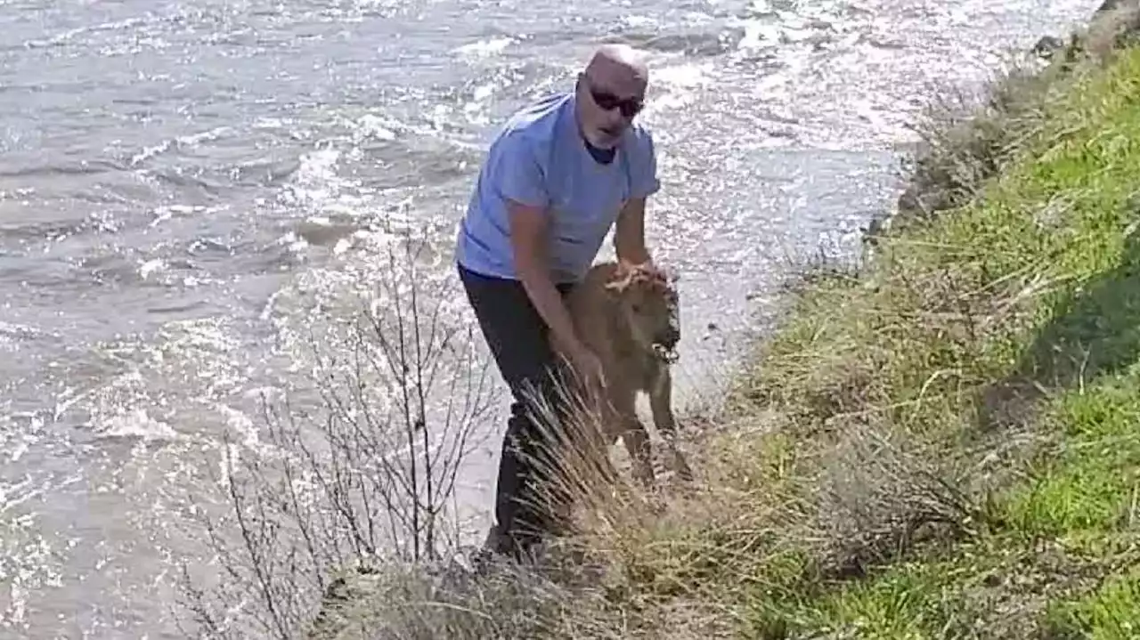 Man pleads guilty to picking up Yellowstone bison calf that was rejected by herd, euthanized