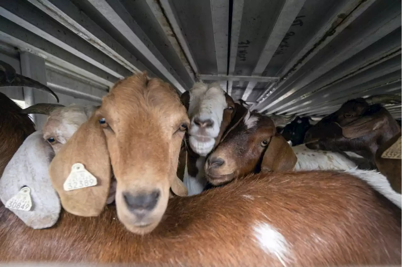 Another reason to love goats: They’re clearing tinder-dry hills at Reagan Library