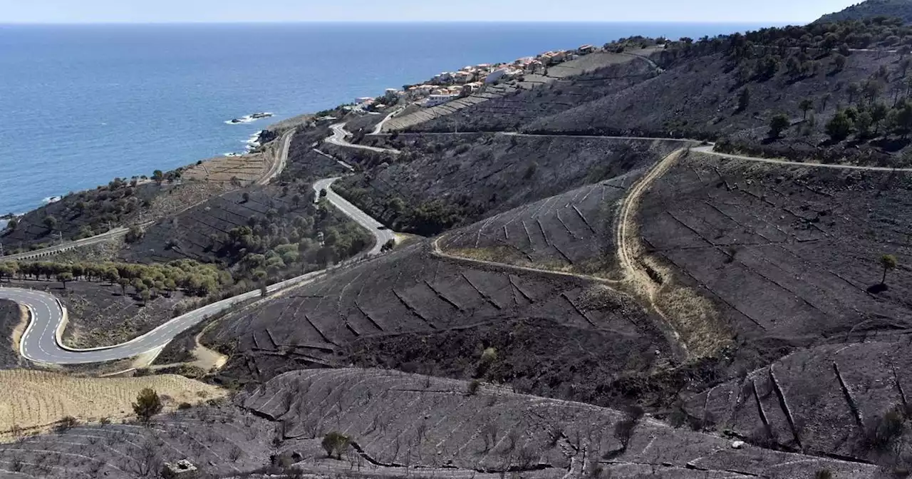 Face aux risques d’incendies, la «météo des forêts» publie sa première carte