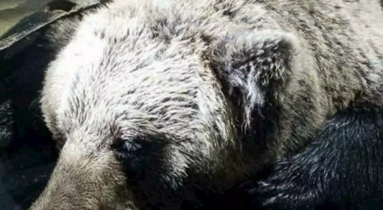 Orso morto sul monte Peller in Trentino: le accuse degli animalisti