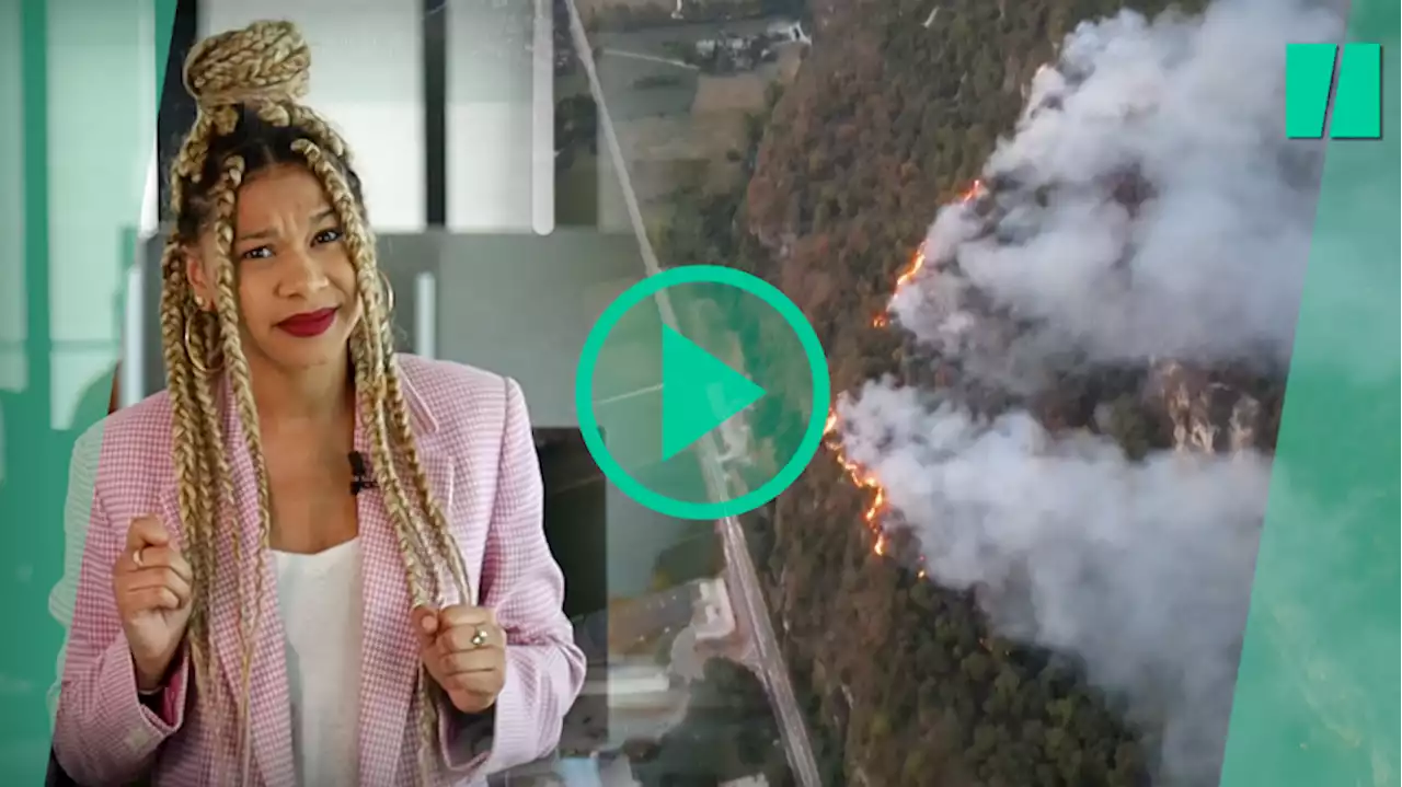 Le message caché derrière la « météo des forêts »