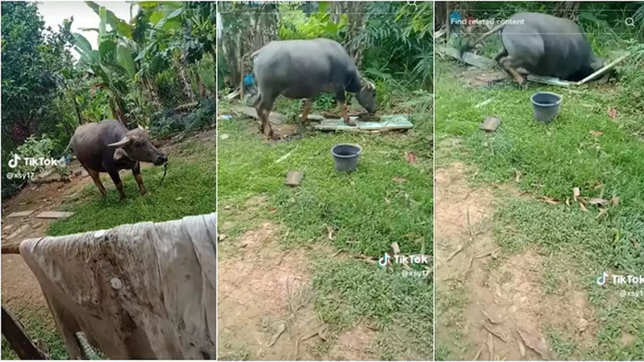 Viral Detik-Detik Kerbau Nyemplung Sumur, Begini Kondisinya Usai Ditarik Keluar